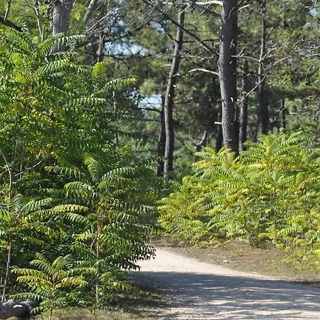 Bel Avec 1 Chambre, Parking, Animaux Admis, Pres Du Golf - Fr-1-323-539 *