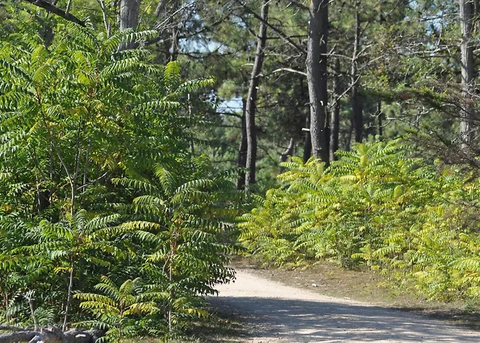 Bel Avec 1 Chambre, Parking, Animaux Admis, Pres Du Golf - Fr-1-323-539 *